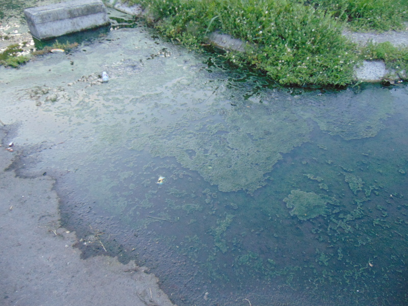 aguas negras arboledas san ramon 02